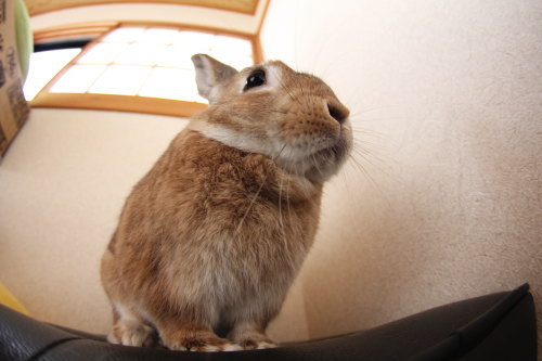 うさぎ×うさぎ