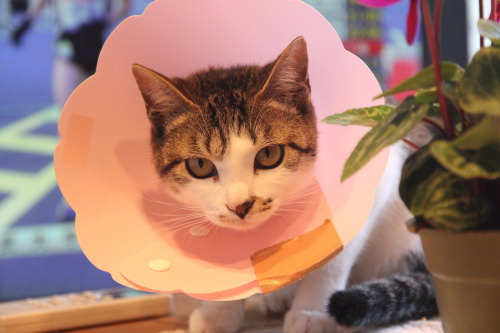 正月に実家で撮った猫たち