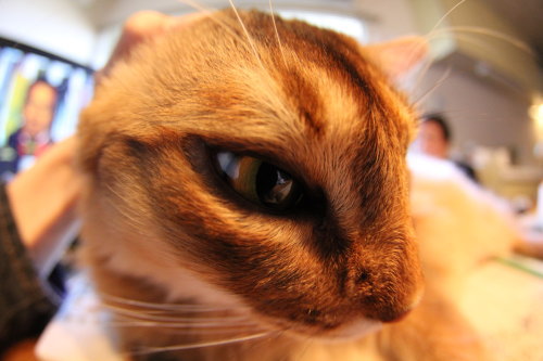 正月に実家で撮った猫たち