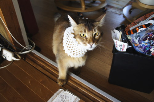 猫たちの日常 続き⑦
