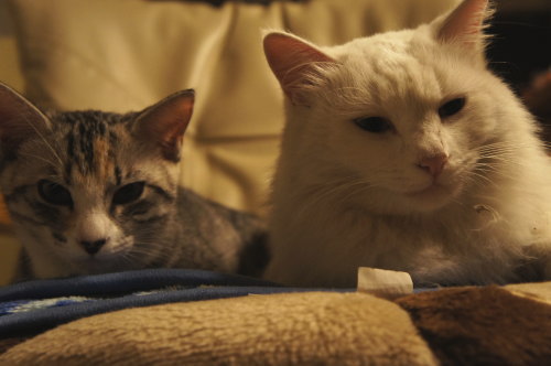 猫たちの日常 続き⑦
