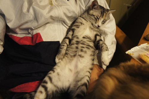 猫たちの日常 続き⑦