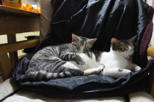 猫たちの日常 続き⑨