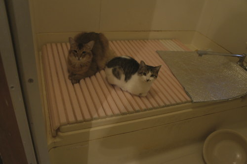 猫たちの日常 続き⑨
