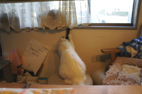猫たちの日常 続き⑨