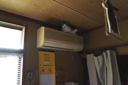 猫たちの日常 続き⑨