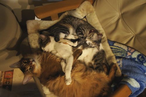 猫たちの日常 続き⑨