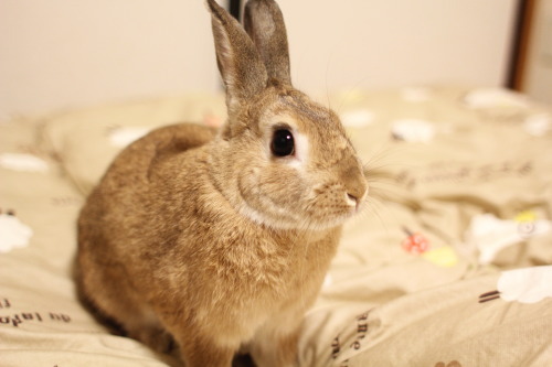 うさぎ×うさぎ③