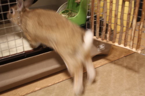 うさぎ×うさぎ③
