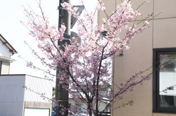 春の訪れ