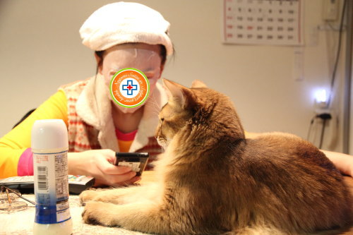 猫たちの日常⑩