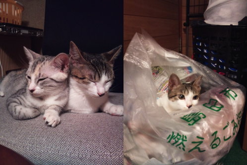 猫たちの日常⑩