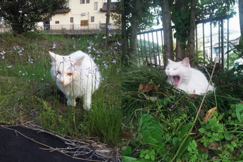 猫たちの日常⑩
