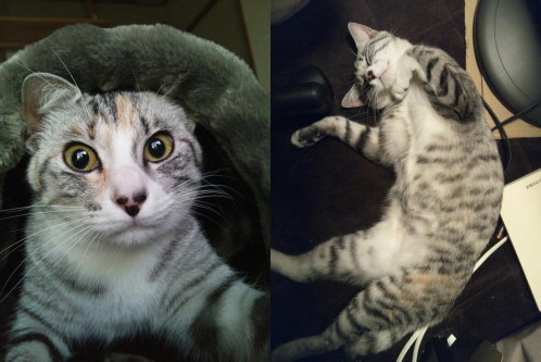 猫たちの日常⑪