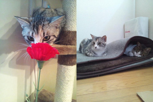 猫たちの日常⑪