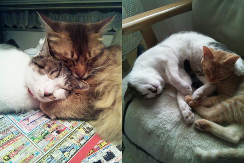 猫たちの日常⑪