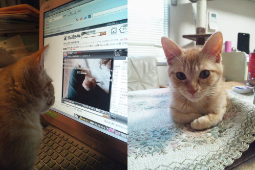 猫たちの日常⑪