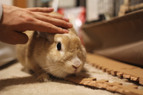 うさぎ×うさぎ④