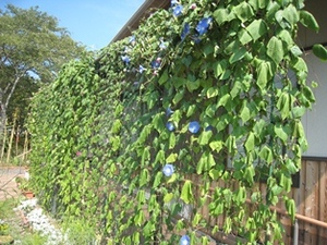 まだ 夏
