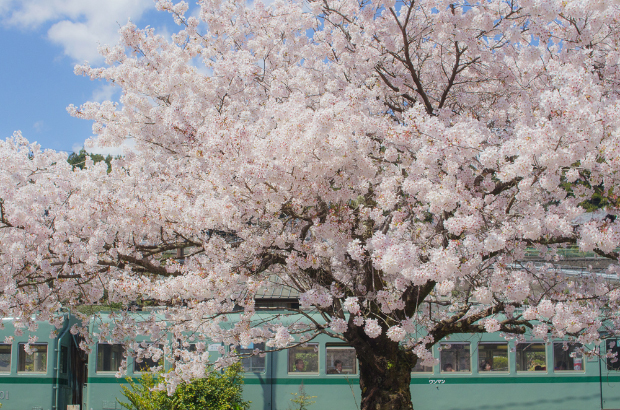 桜の季節、SLと一緒に撮影できる場所