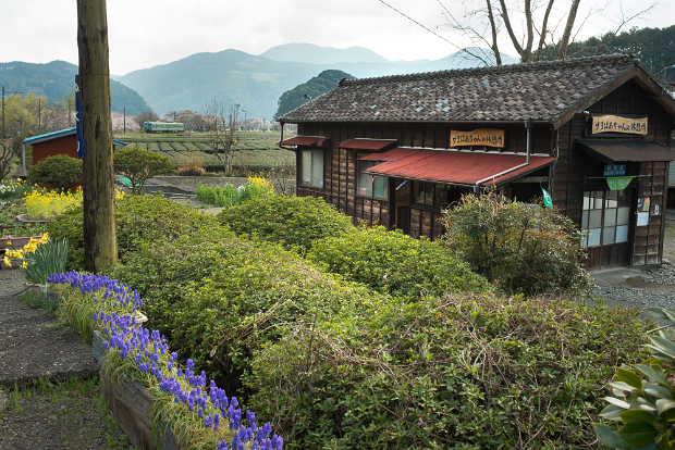 第2回 緑まぶしい かわね路をゆく 第2回 緑まぶしい かわね路をゆく