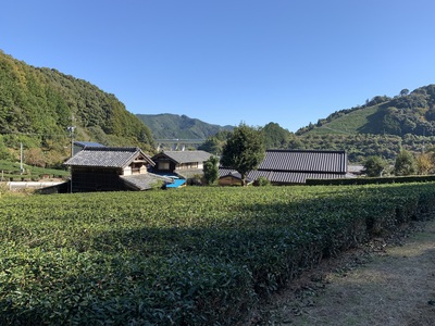 戸崎天領茶園 戸崎天領茶園