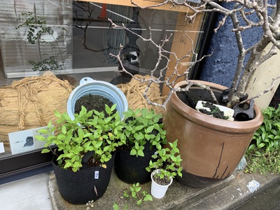 人宿藍染工房 藍 人宿藍染工房 藍