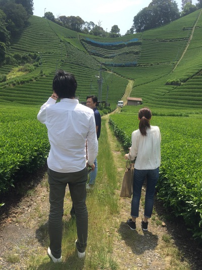 静岡 茶畑 後藤せいやさん 静岡 茶畑 後藤せいやさん