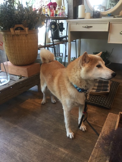 花とみどりと茶色い犬 柴犬 花とみどりと茶色い犬 柴犬
