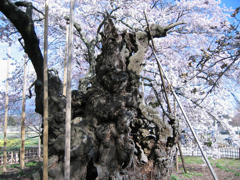 天然記念物の桜