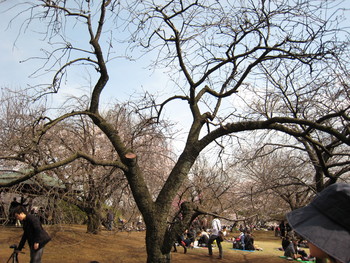 新宿御苑の桜