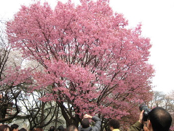 新宿御苑の桜