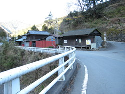 栃沢の大枝垂れ桜