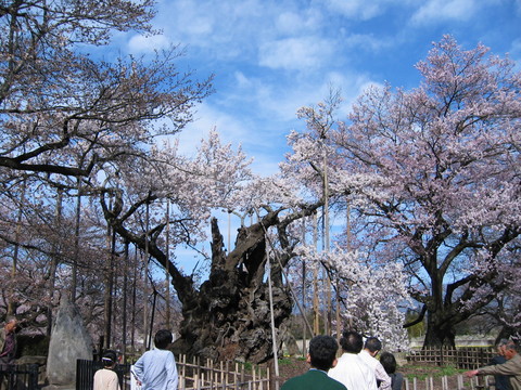 天然記念物の桜