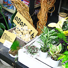 小鹿のお花屋さん♪