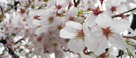 さてと、明日は花見(*´∀`)