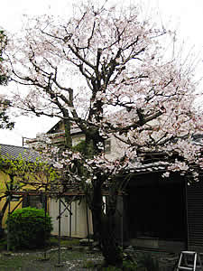 さてと、明日は花見(*´∀`)