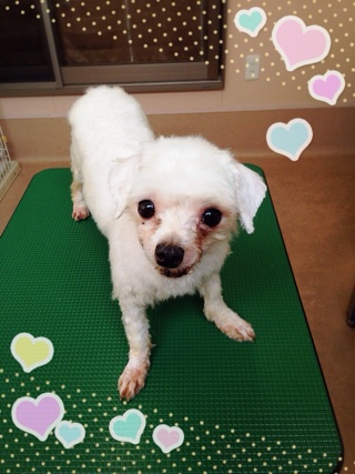 あたしは何犬??☆ あたしは何犬??☆