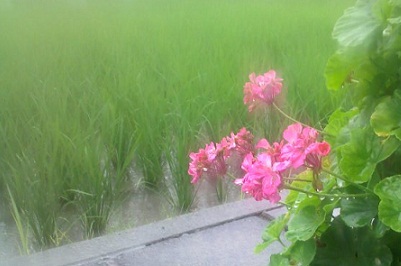 雨。