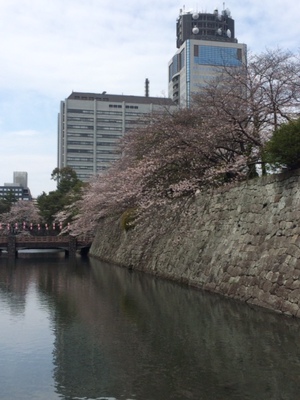 駿府城公園の桜