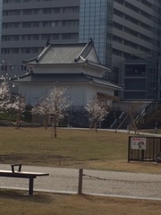 駿府城公園の桜