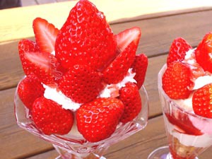 苺狩り 年内オープンします! 苺狩り 年内オープンします!