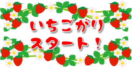 苺狩り 年内オープンします! 苺狩りスタート