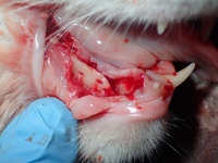猫の歯肉口内炎