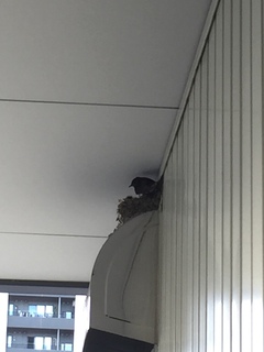 ツバメの雛が可愛すぎ ツバメの雛が可愛すぎ