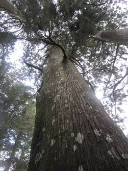 秋葉山