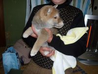まゆちゃん元気です!
