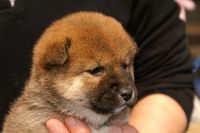 椿の子犬