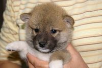 子犬たちの最新画像