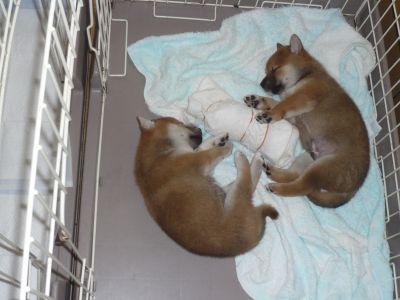 柴子犬の動画です